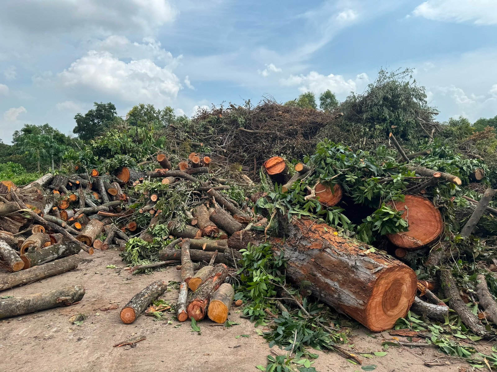 Cyberjaya wood waste facility — photo 7
